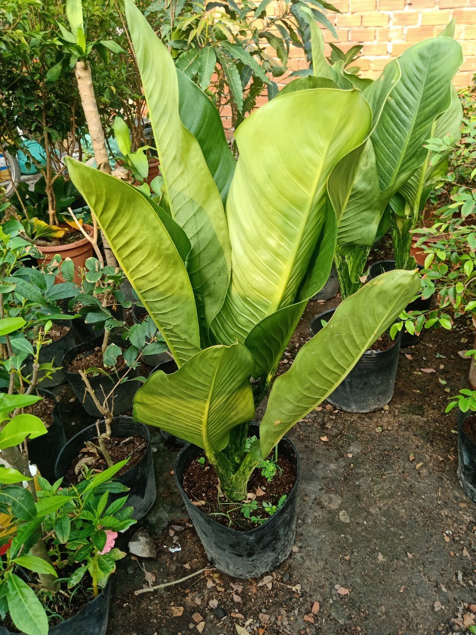CÂY ĐẠI PHÚ GIA Giá Tốt Tphcm