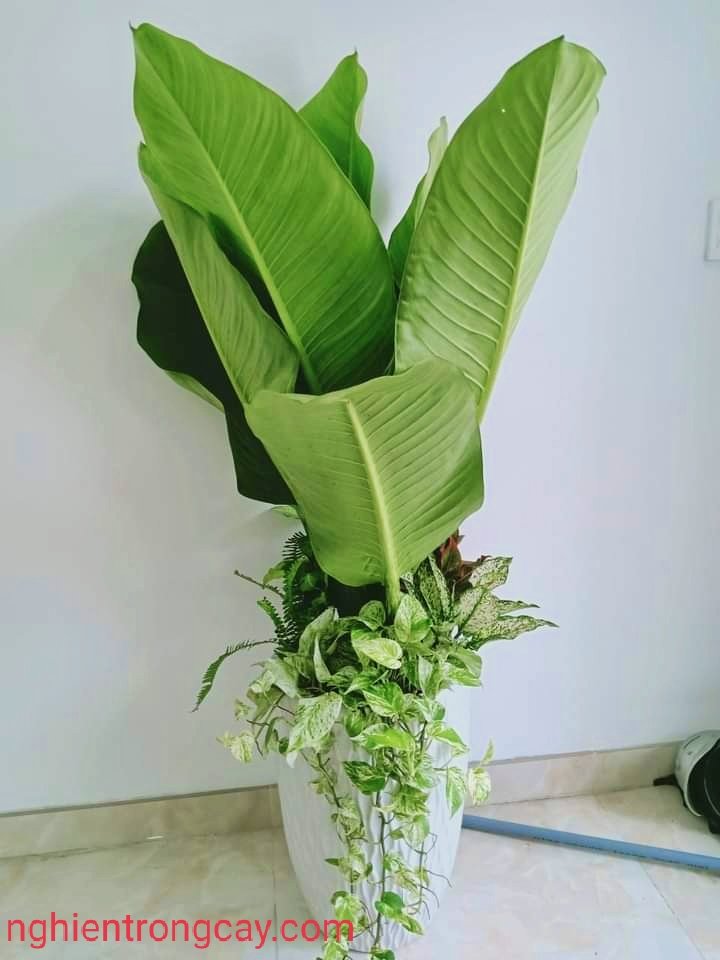 CÂY ĐẠI PHÚ GIA Giá Tốt Tphcm 2
