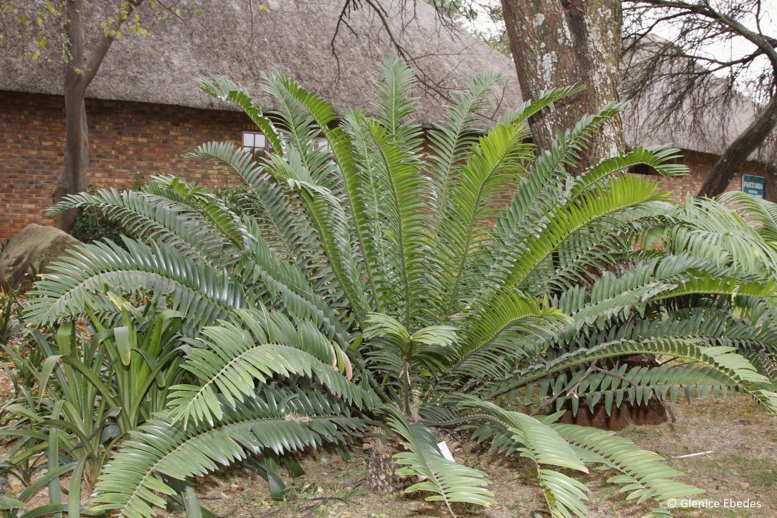 Encephalartos altensteinii (Tuế Đông Cape)