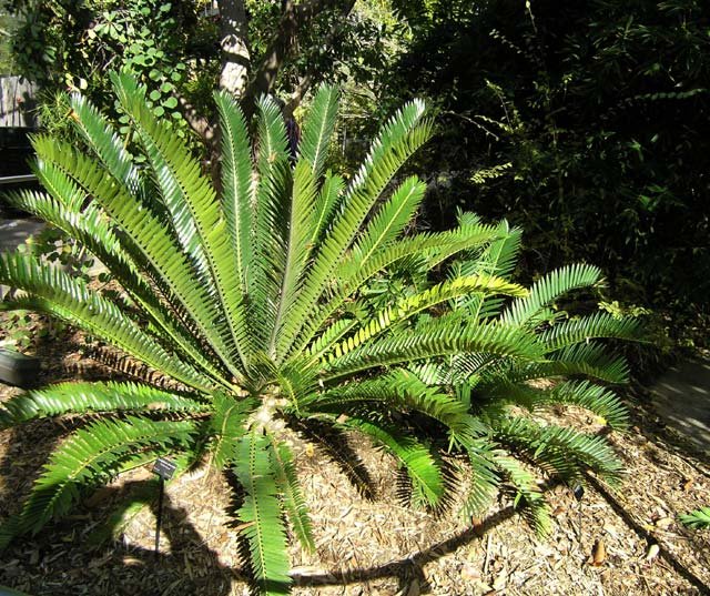 Encephalartos altensteinii (Tuế Đông Cape) 2