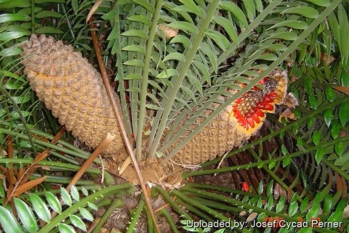 Encephalartos altensteinii (Tuế Đông Cape) 3
