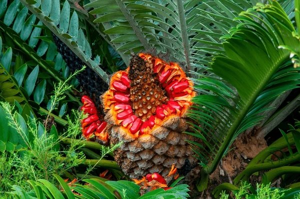 Encephalartos ferox (Tuế đỏ Nam Phi) 3