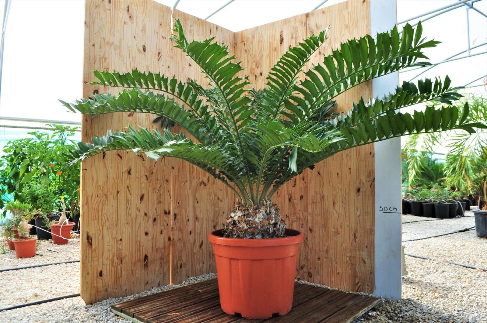 Encephalartos ferox (Tuế đỏ Nam Phi)