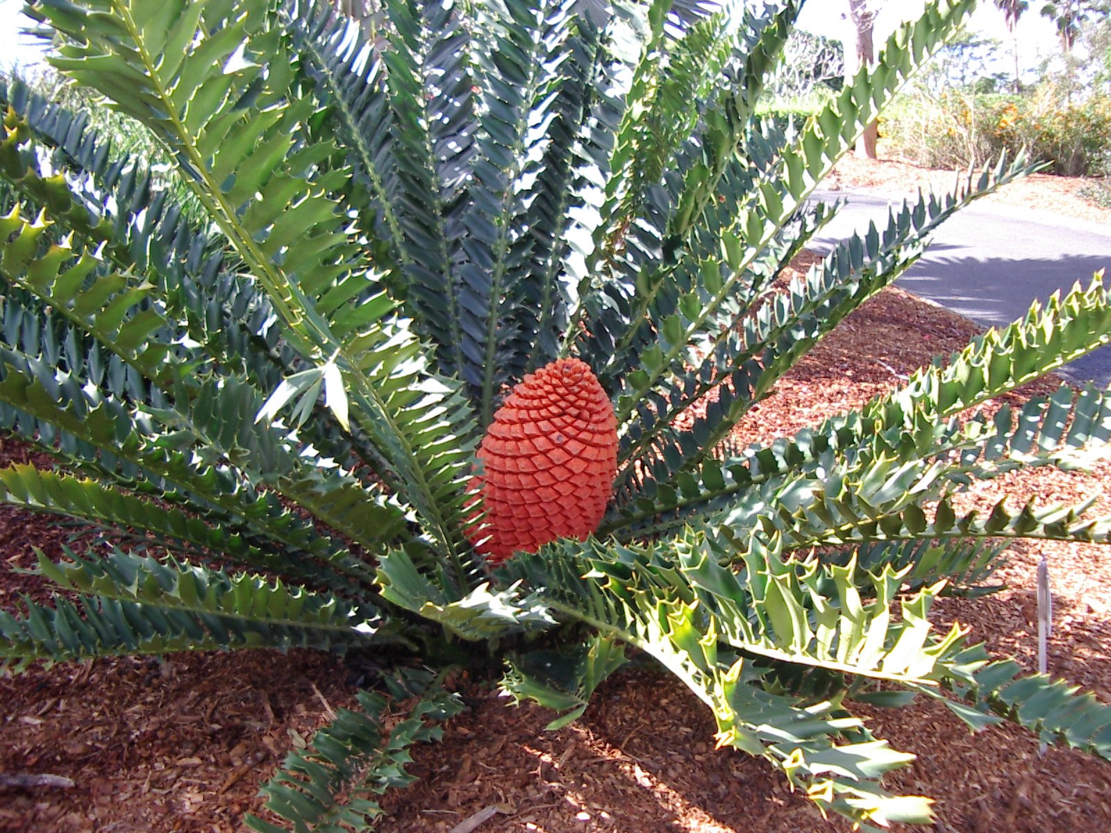 Encephalartos ferox (Tuế đỏ Nam Phi) 2