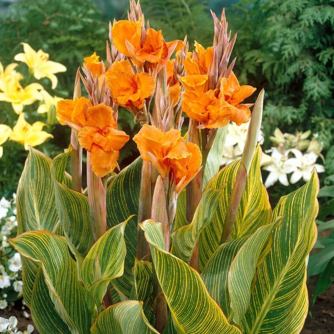 Dong riềng cảnh lá sọc (Canna indica var. striata)