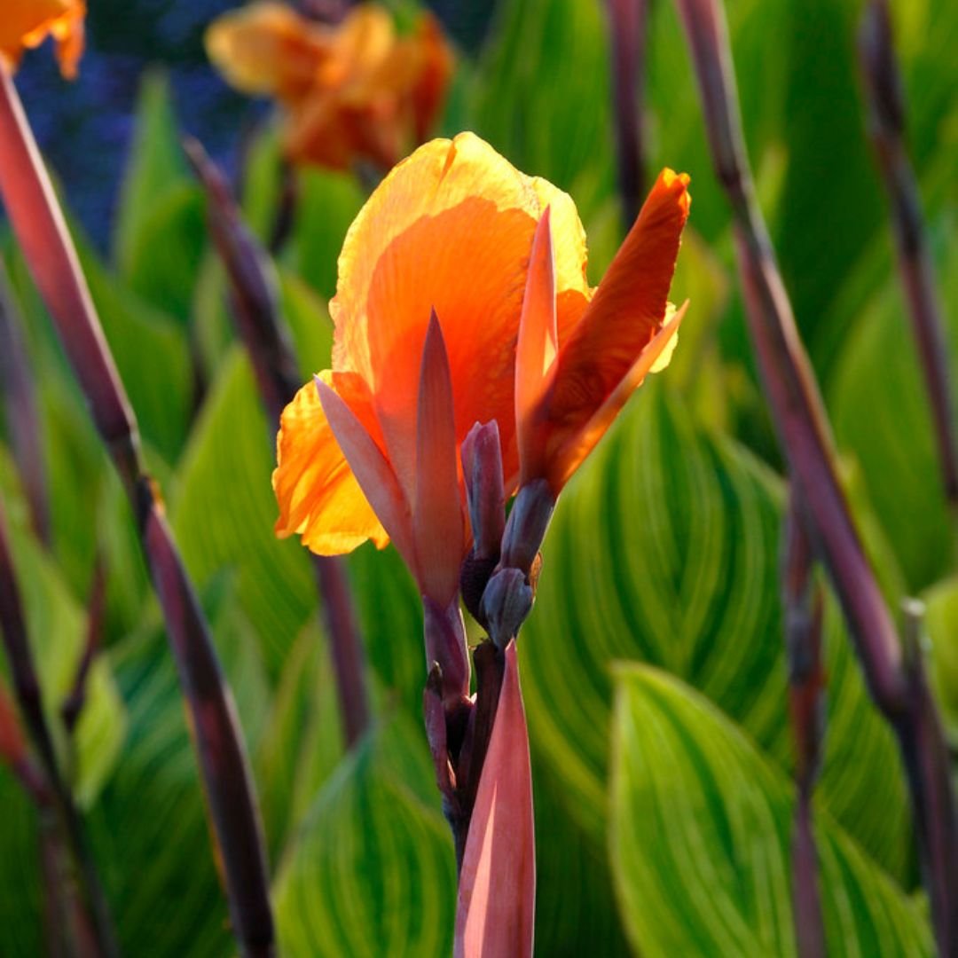 Dong riềng cảnh lá sọc (Canna indica var. striata) 2