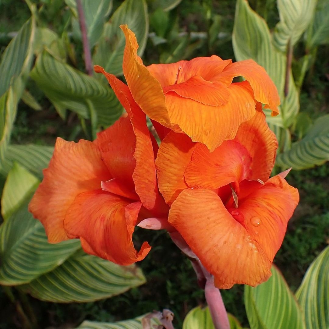 Dong riềng cảnh lá sọc (Canna indica var. striata) 3