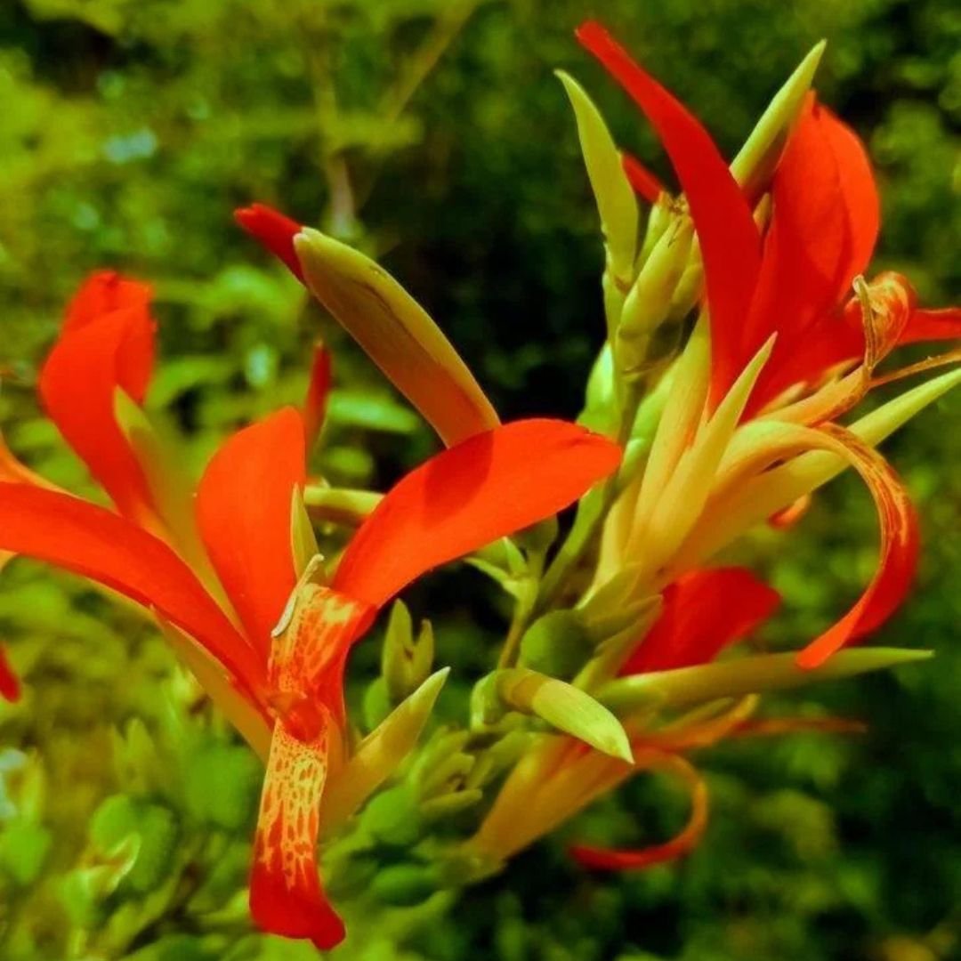 Dong riềng Canna paniculata