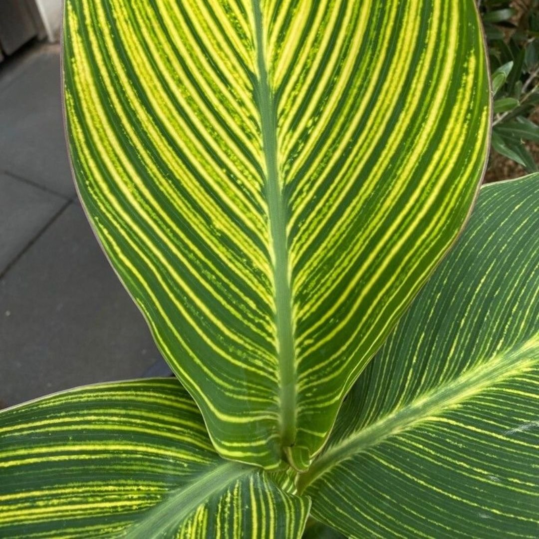 Dong riềng Canna paniculata 3