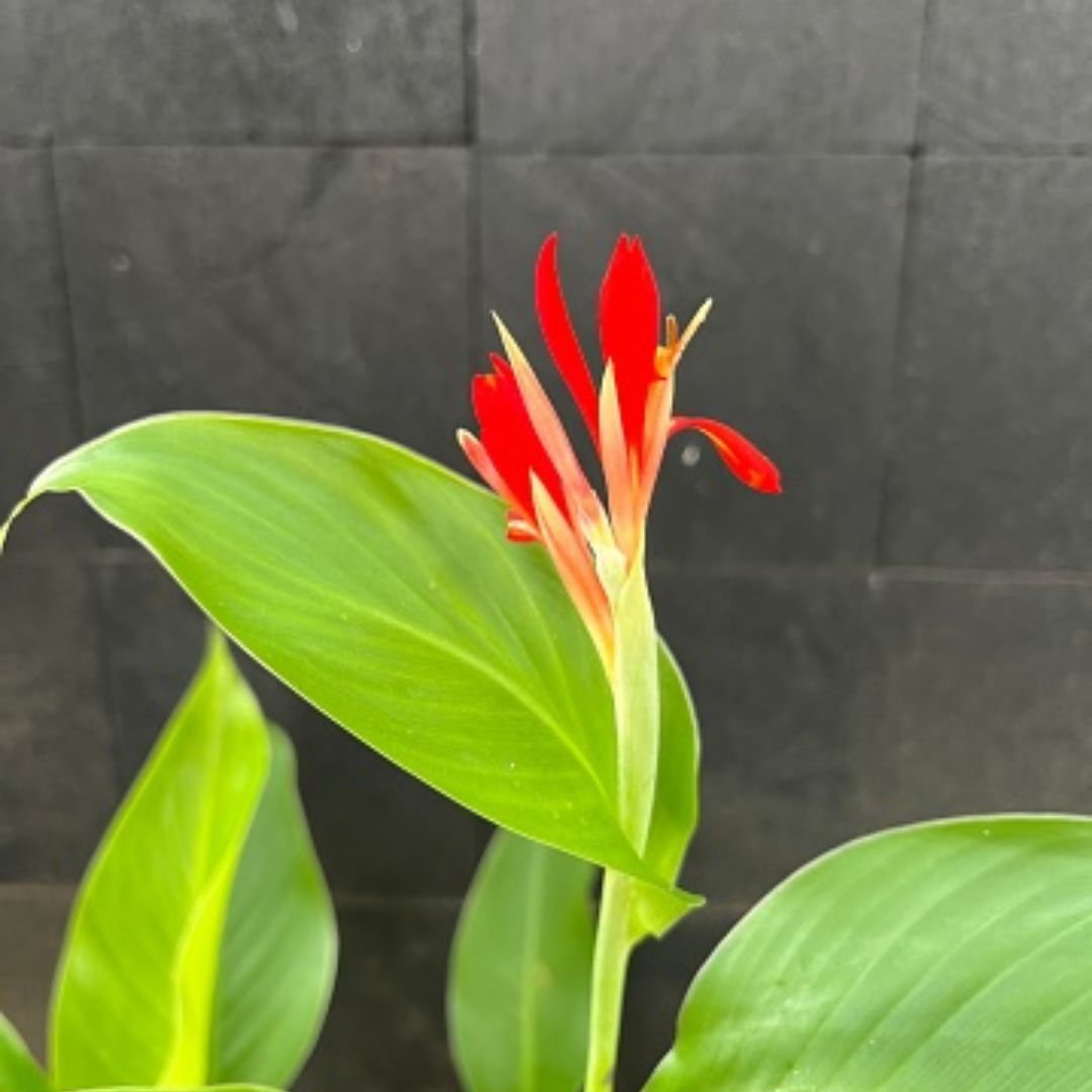 Dong riềng Canna paniculata 2
