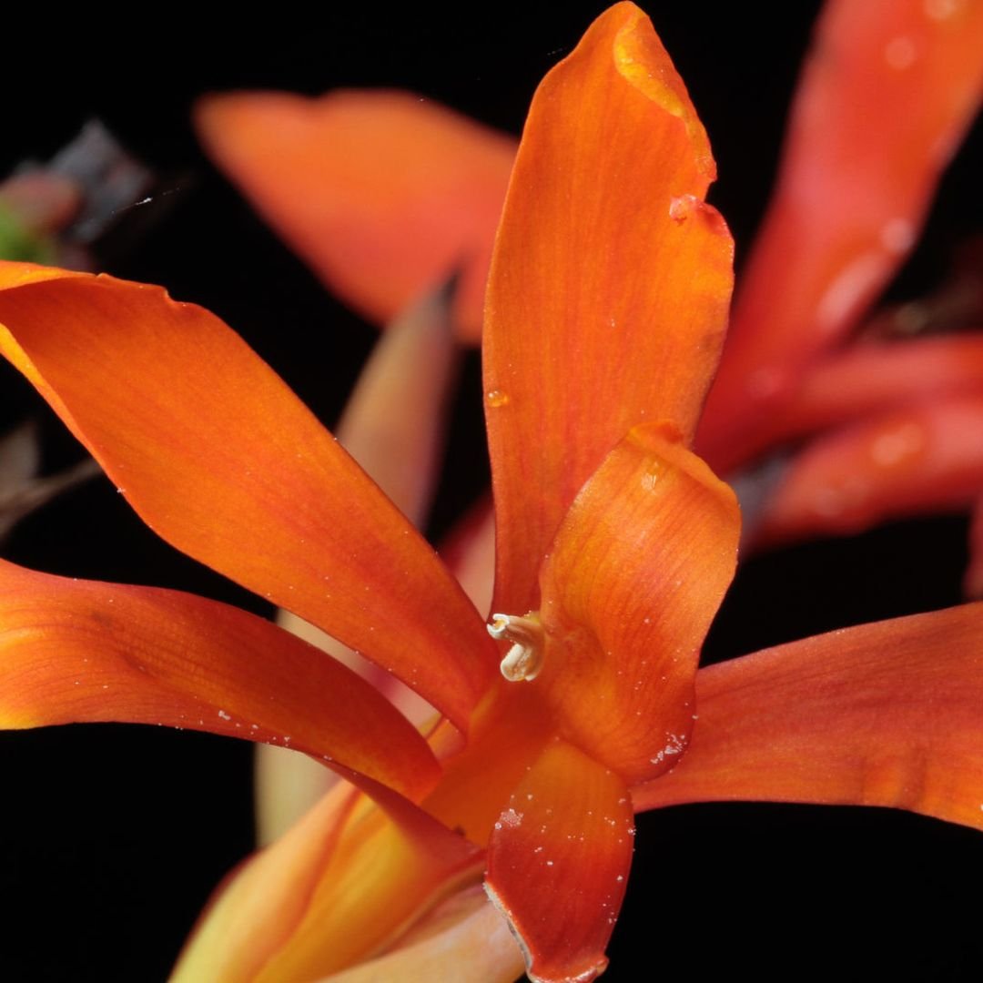 Dong riềng cao nguyên (Canna tuerckheimii) 3