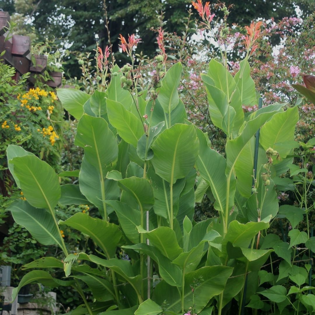 Dong riềng cao nguyên (Canna tuerckheimii)