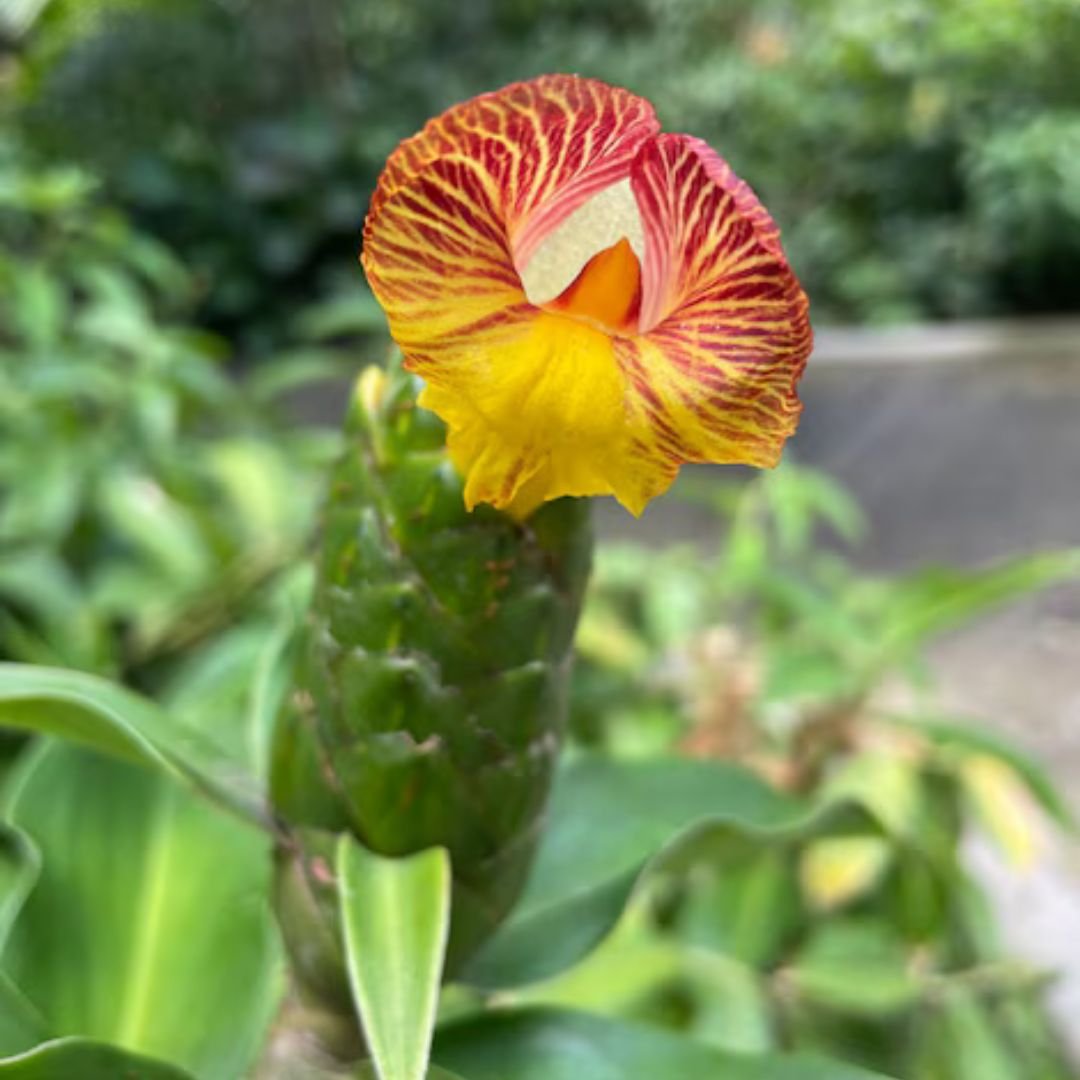 Dong riềng cao nguyên (Canna tuerckheimii) 2
