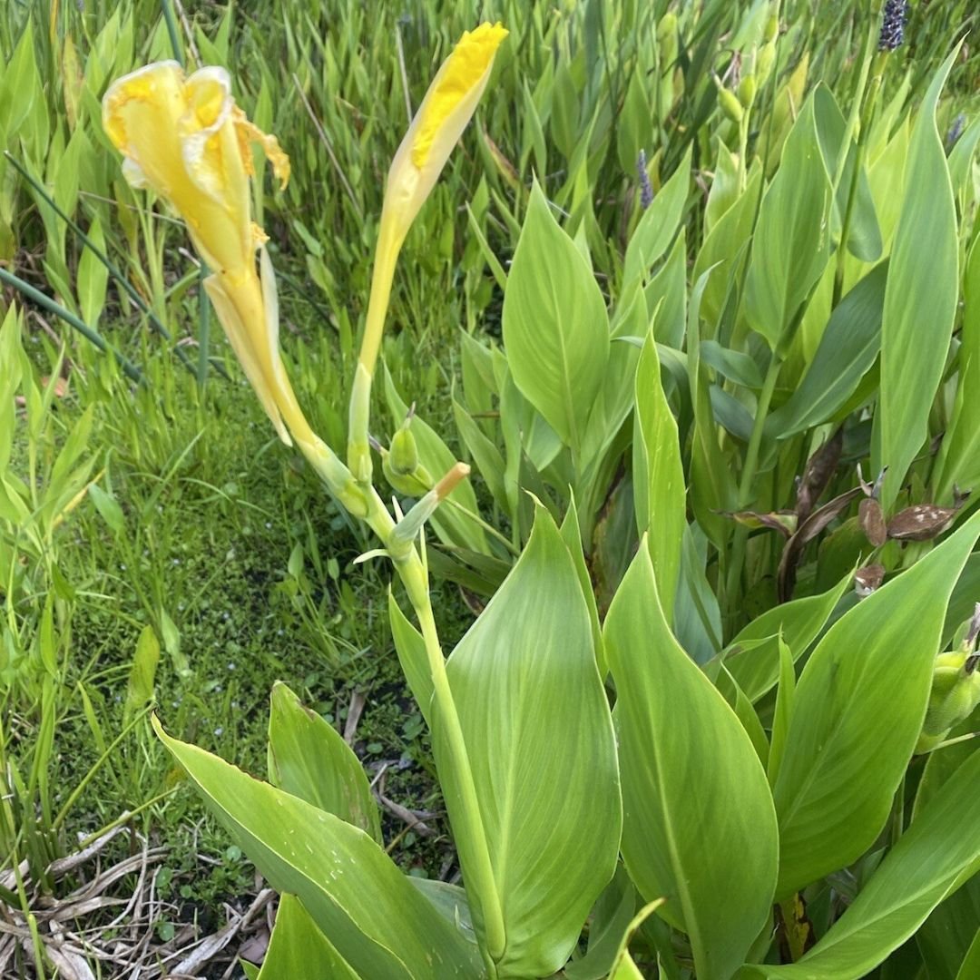 Dong riềng hoa vàng nhạt (Canna flaccida) 2