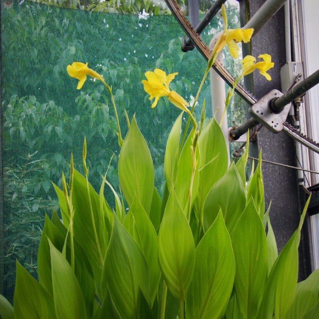 Dong riềng hoa vàng nhạt (Canna flaccida) 3