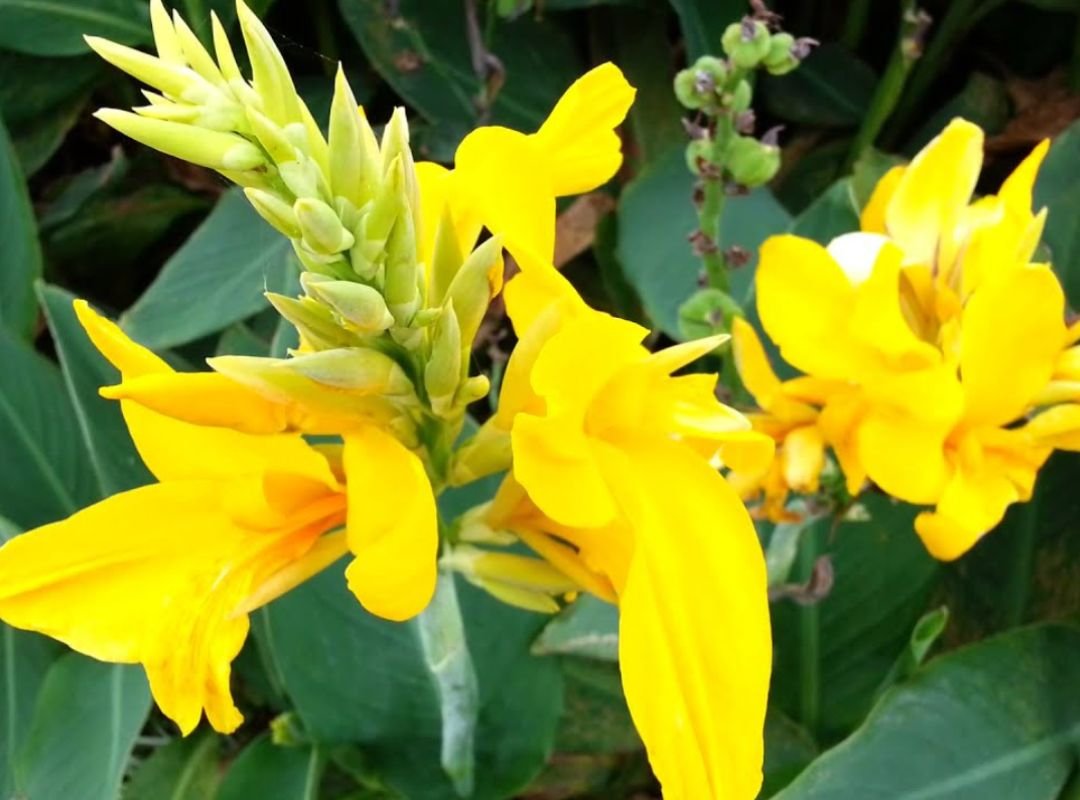 Dong riềng hoa vàng nhạt (Canna flaccida)
