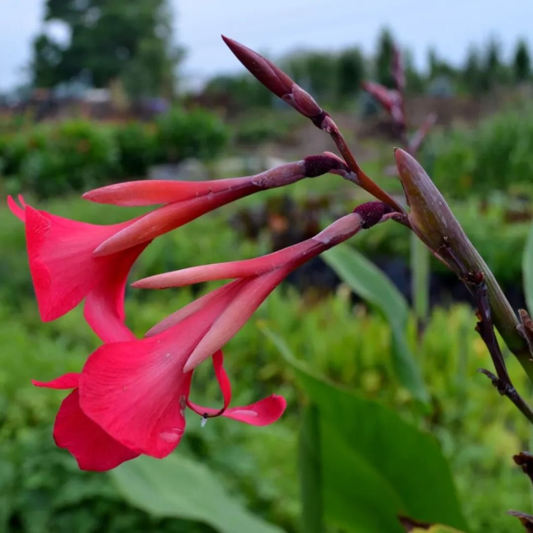 Dong riềng Canna Iridiflora 3