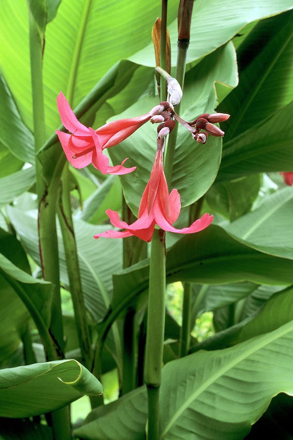 Dong riềng Canna Iridiflora