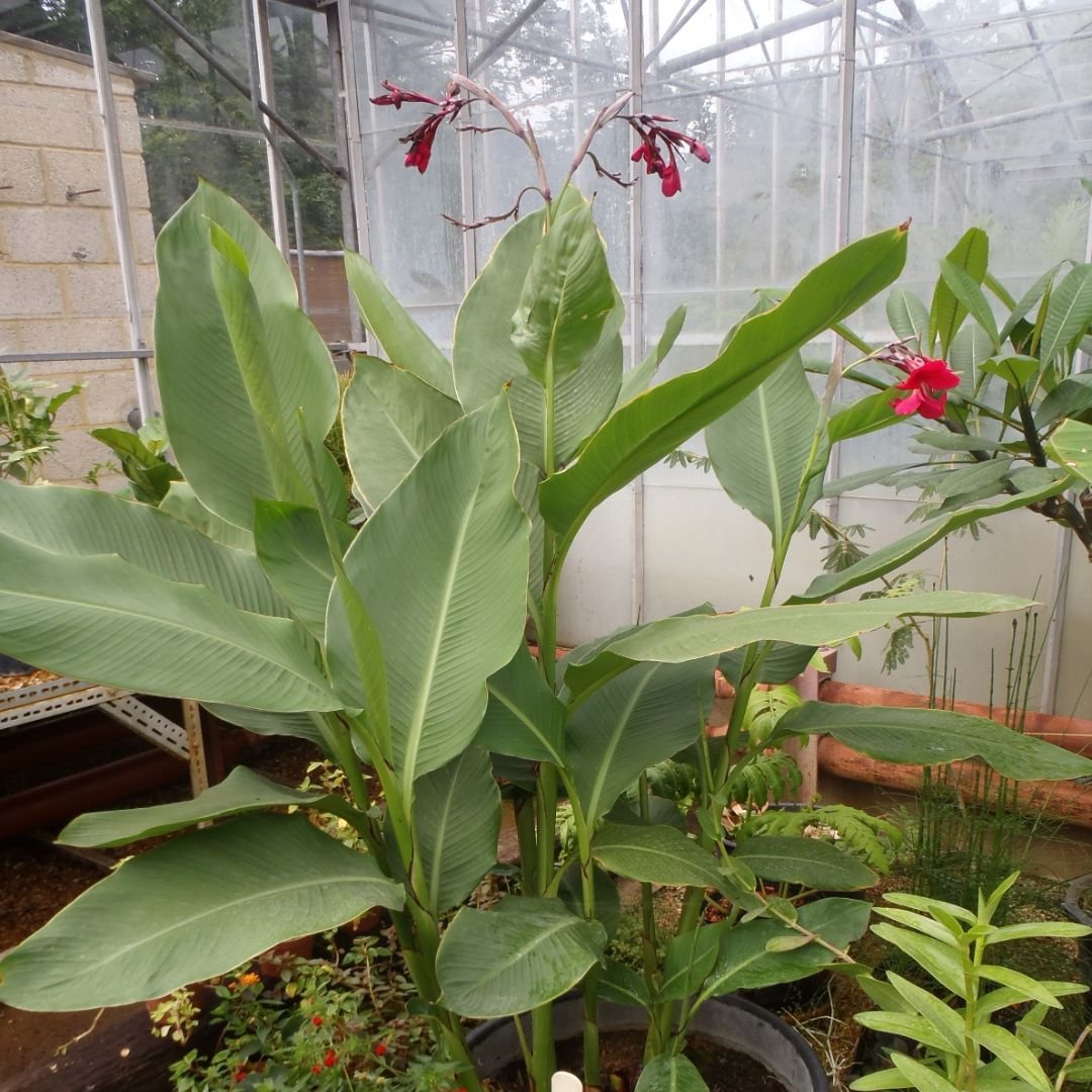 Dong riềng Canna Iridiflora 2