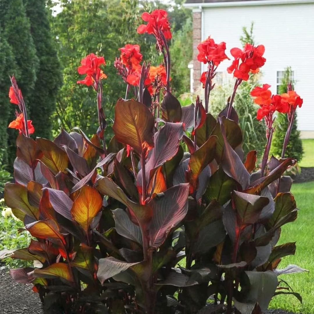 Dong riềng thân tím (Canna warszewiczii)