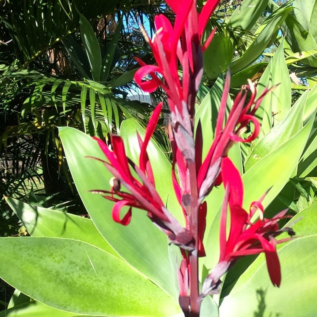 Dong riềng thân tím (Canna warszewiczii) 2