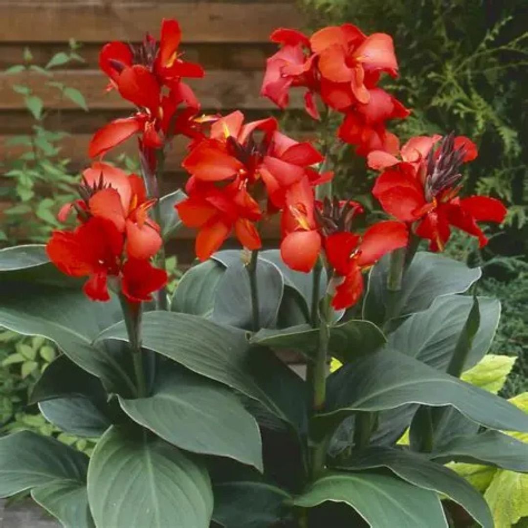 Dong riềng thân tím (Canna warszewiczii) 3