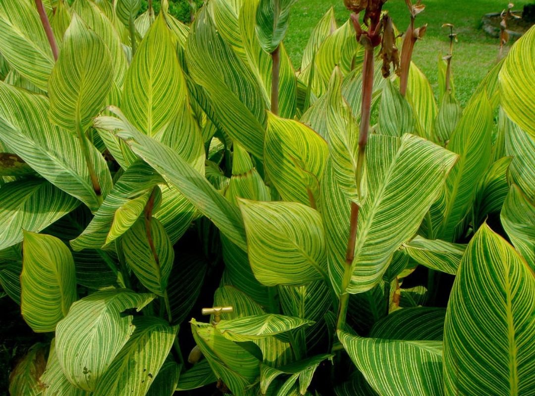 Dong riềng cảnh lai (Canna × generalis) 2