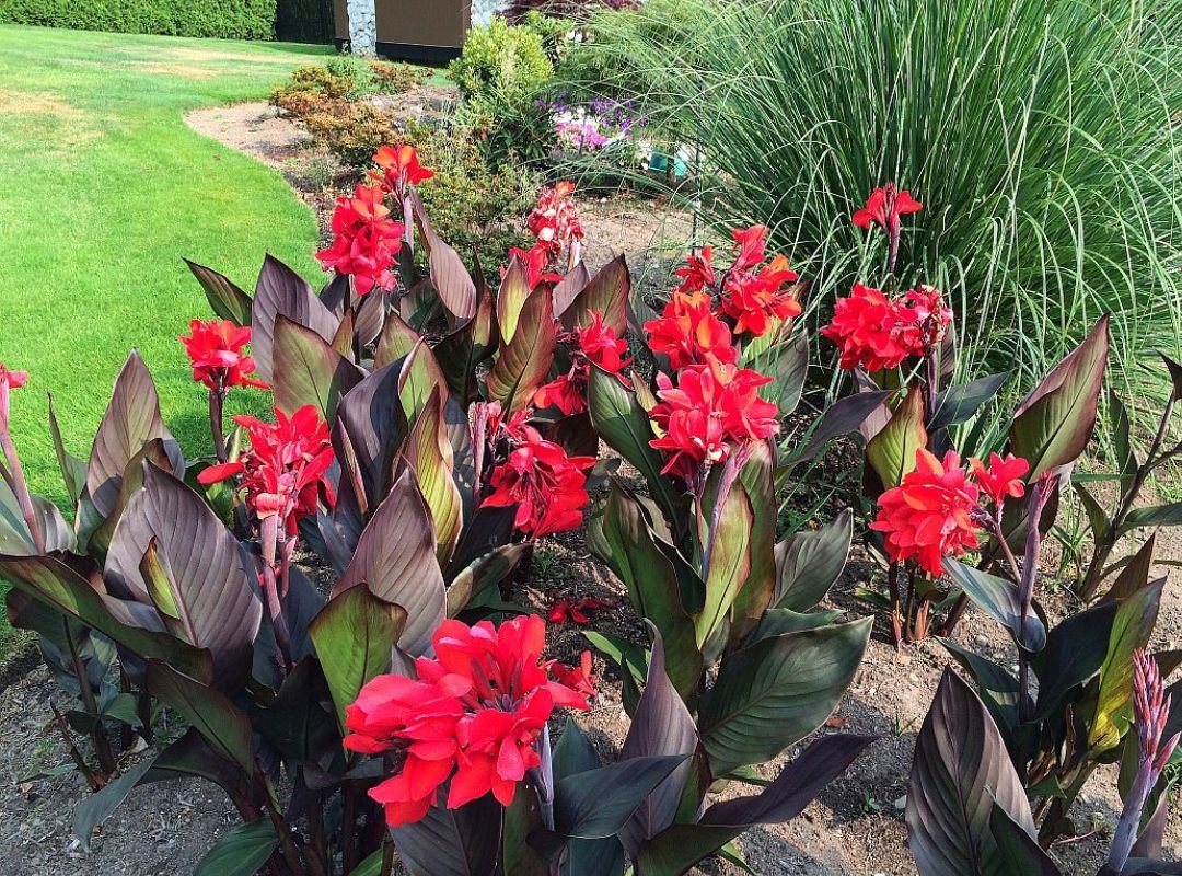 Dong riềng cảnh lai (Canna × generalis) 3