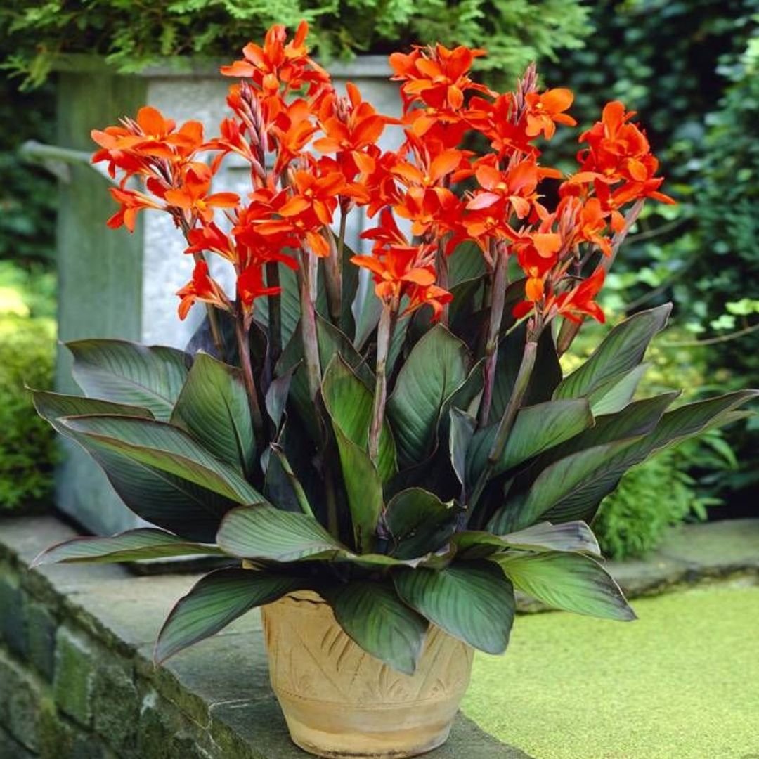 Dong riềng cảnh lai (Canna × generalis)