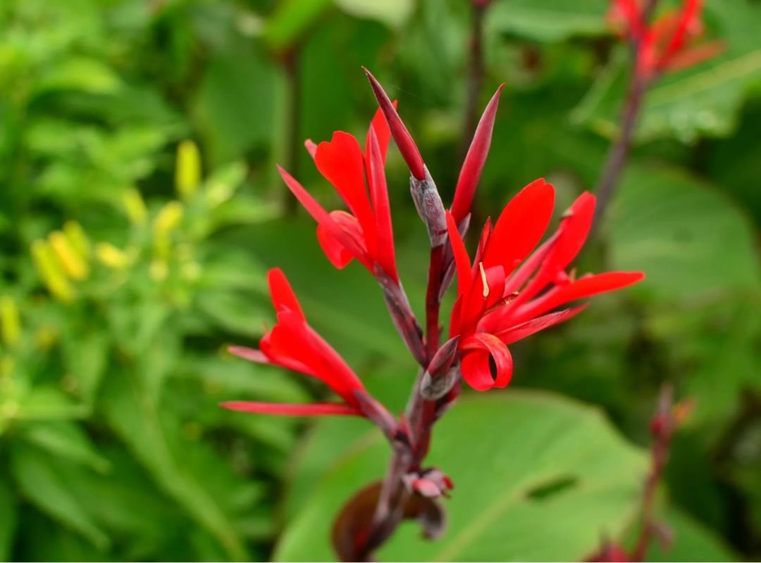 Dong riềng lấy bột (Canna edulis)