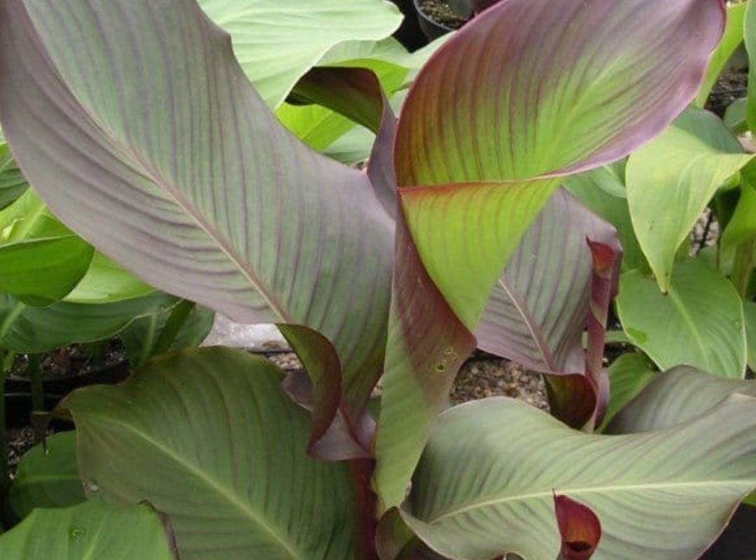 Dong riềng lấy bột (Canna edulis) 3