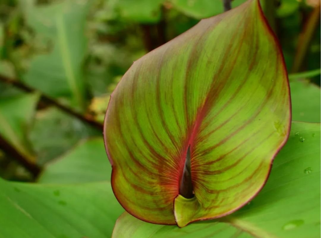 Dong riềng lấy bột (Canna edulis) 2