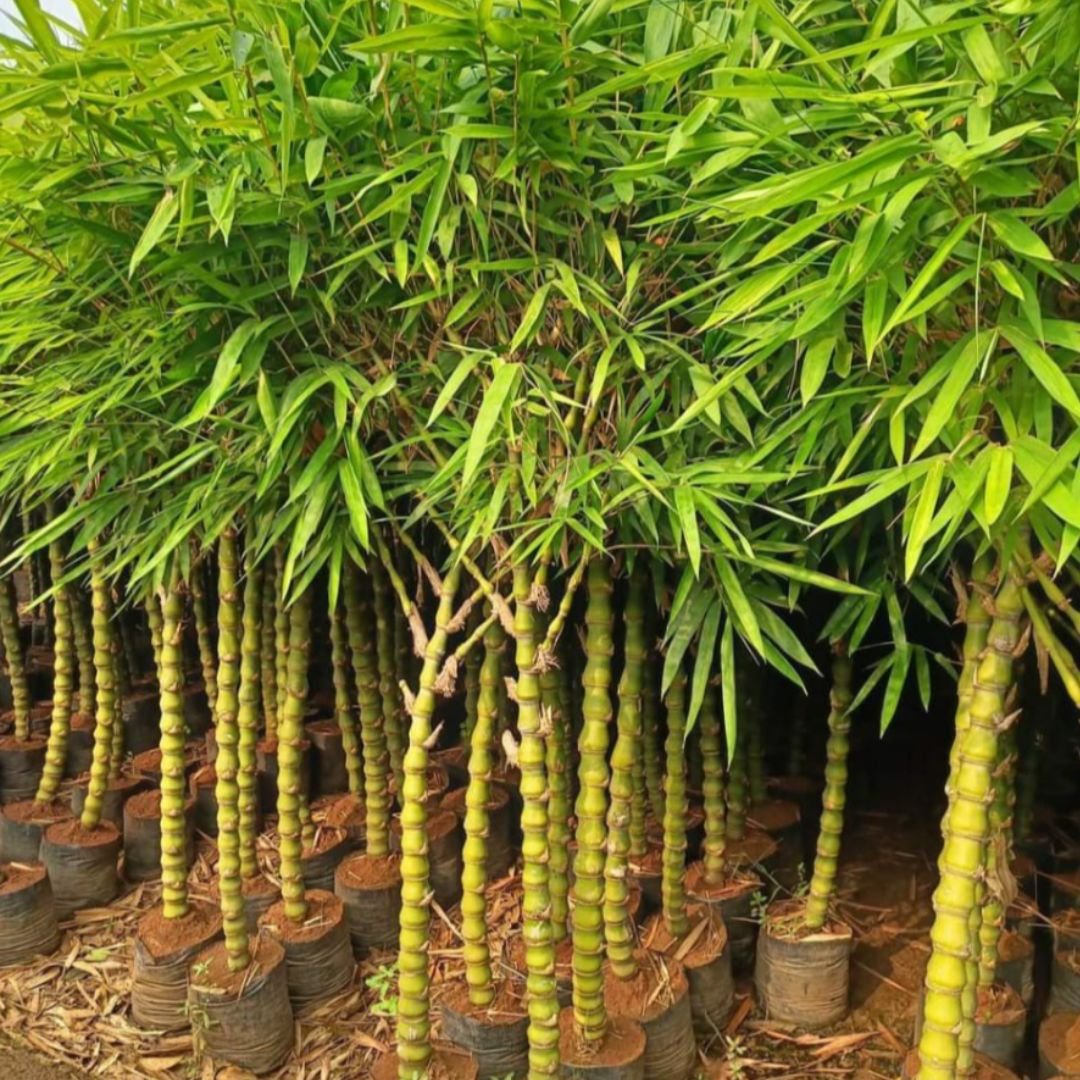 Trúc Quan Âm (Bambusa ventricosa) 3