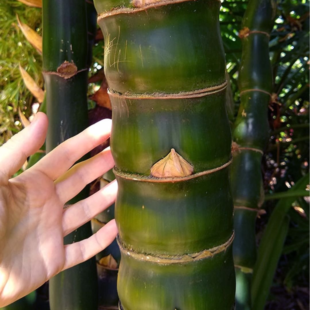 Trúc Quan Âm (Bambusa ventricosa) 2