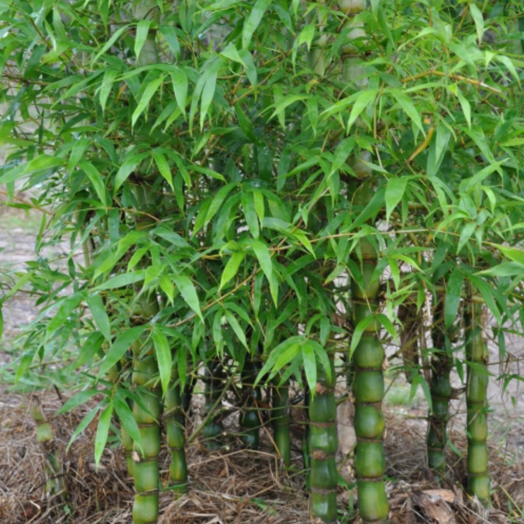 Trúc Quan Âm (Bambusa ventricosa)