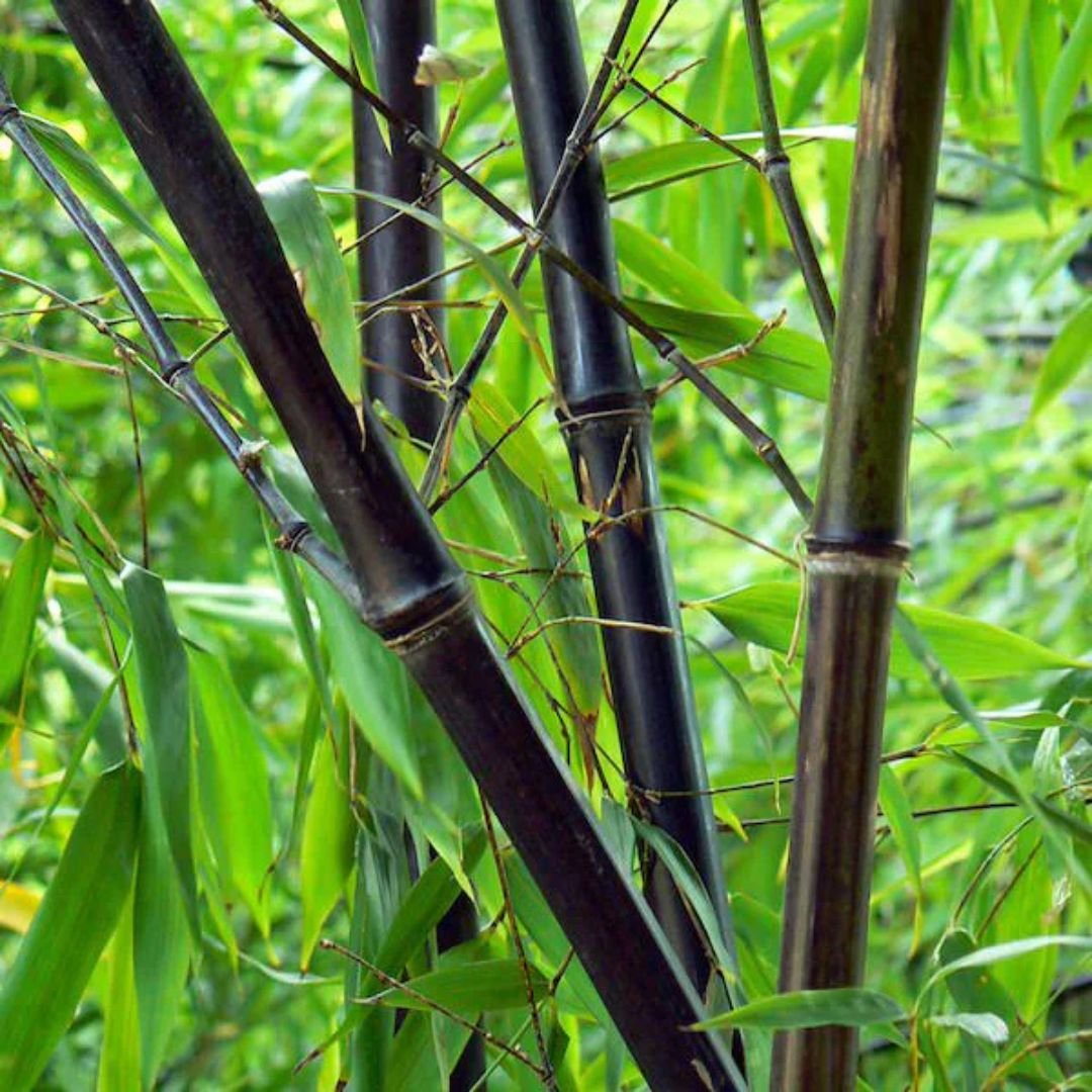 Trúc đen (Phyllostachys nigra) 3