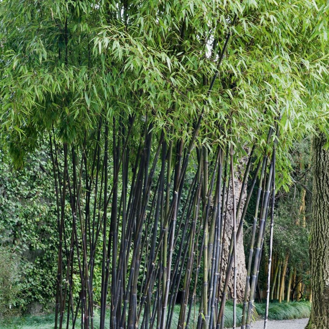 Trúc đen (Phyllostachys nigra)
