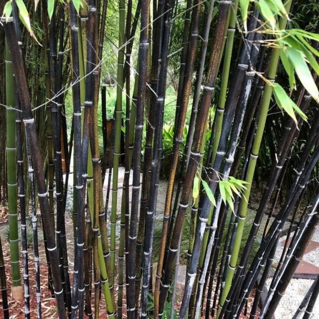 Trúc đen (Phyllostachys nigra) 2