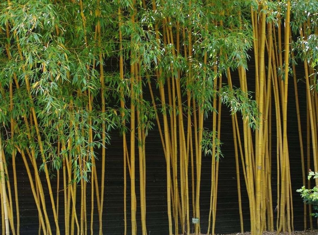 Trúc cần câu vàng (Phyllostachys aurea)