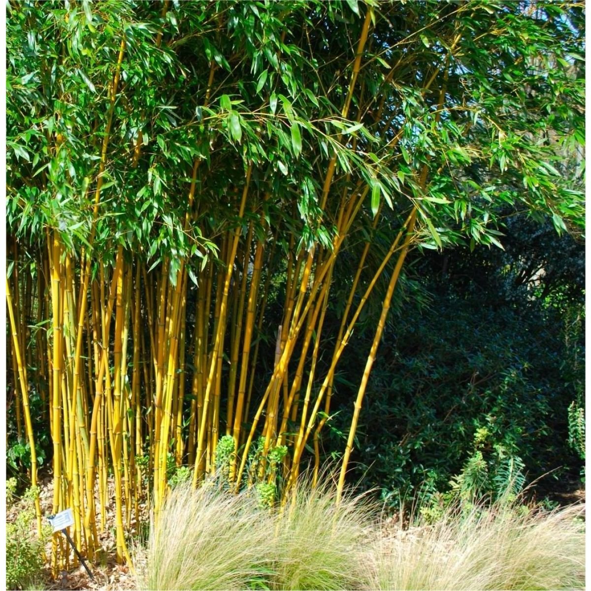 Trúc cần câu vàng (Phyllostachys aurea) 3
