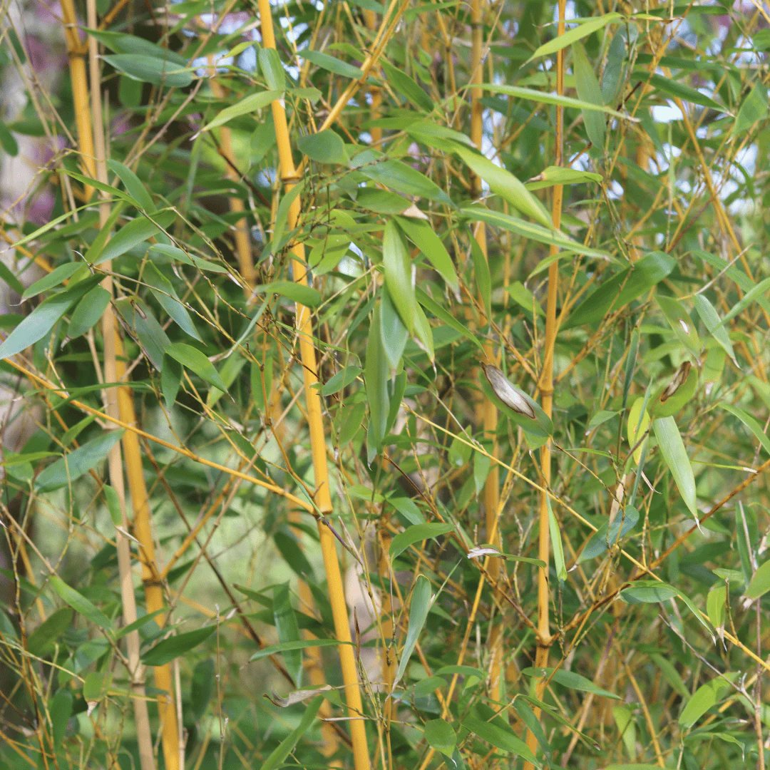 Trúc cần câu vàng (Phyllostachys aurea) 2