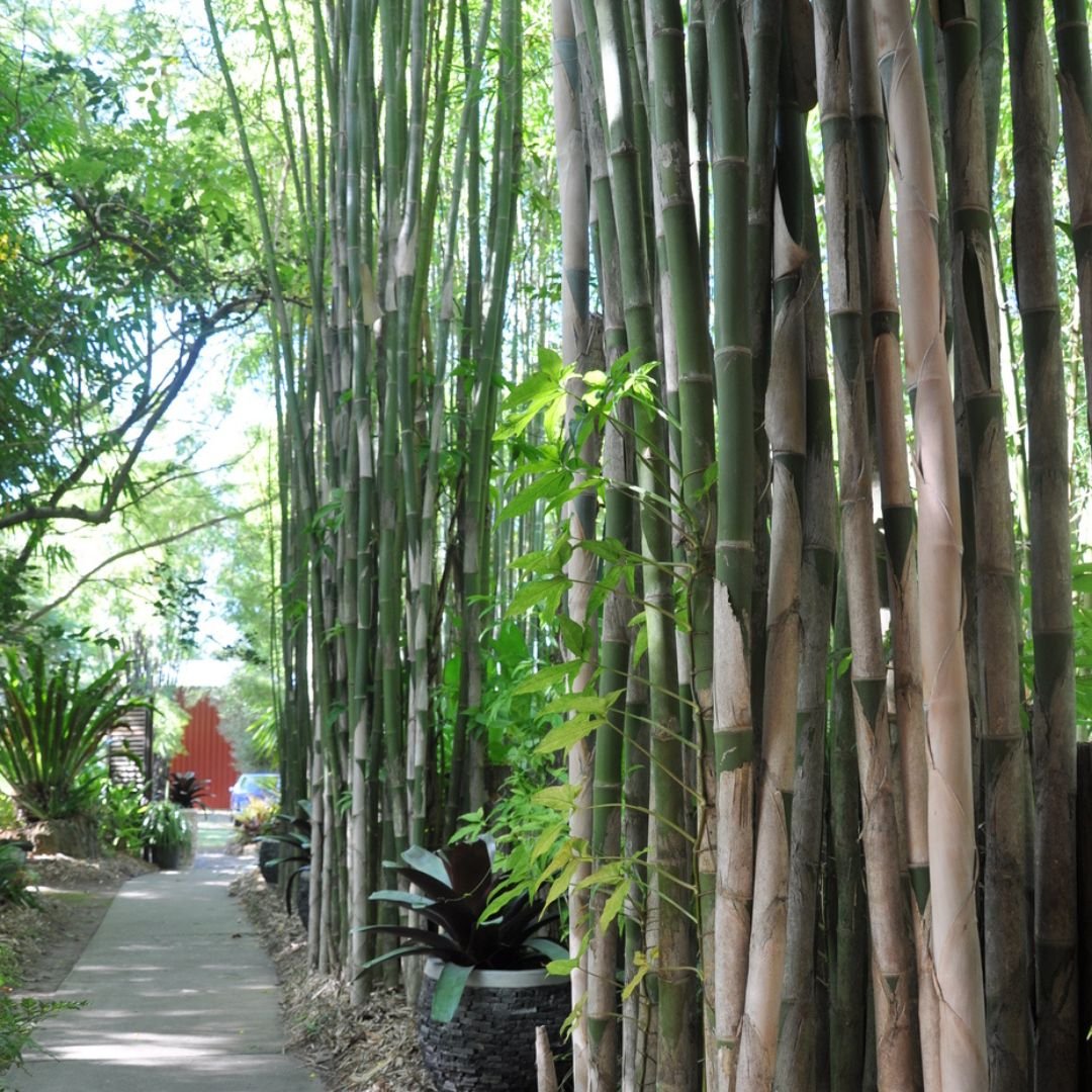 Trúc cần câu (Thyrsostachys siamensis) 3