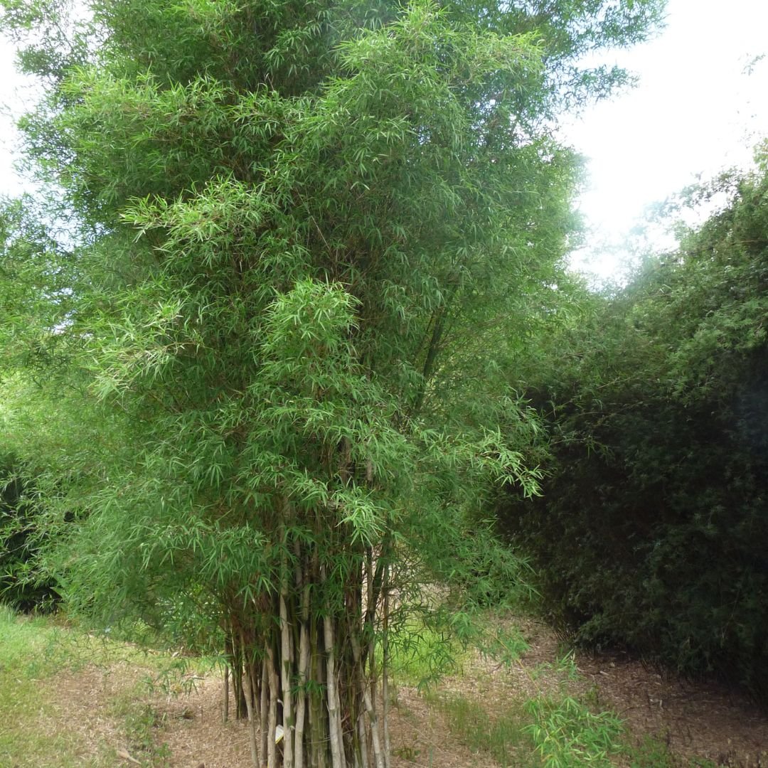 Trúc cần câu (Thyrsostachys siamensis)