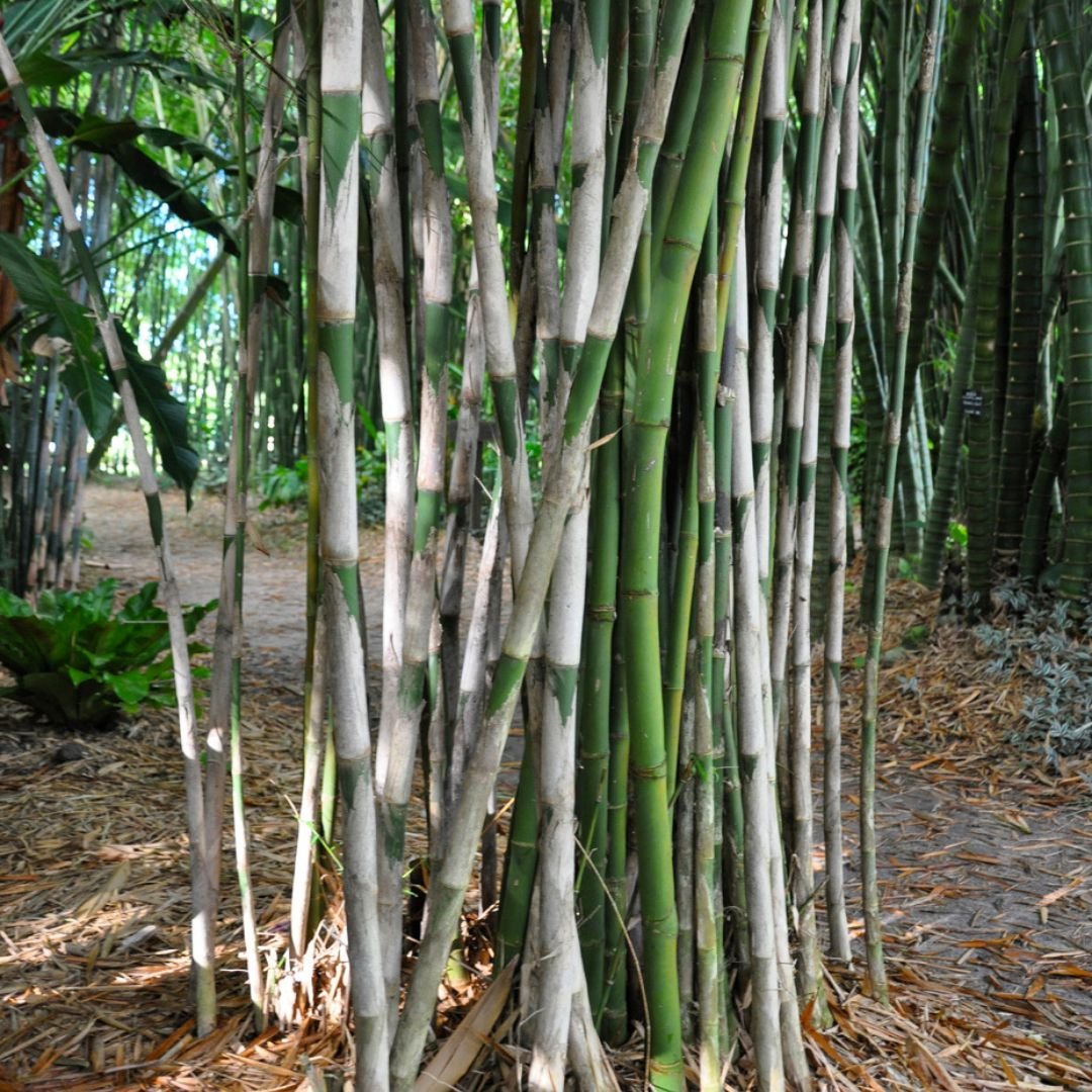 Trúc cần câu (Thyrsostachys siamensis) 2