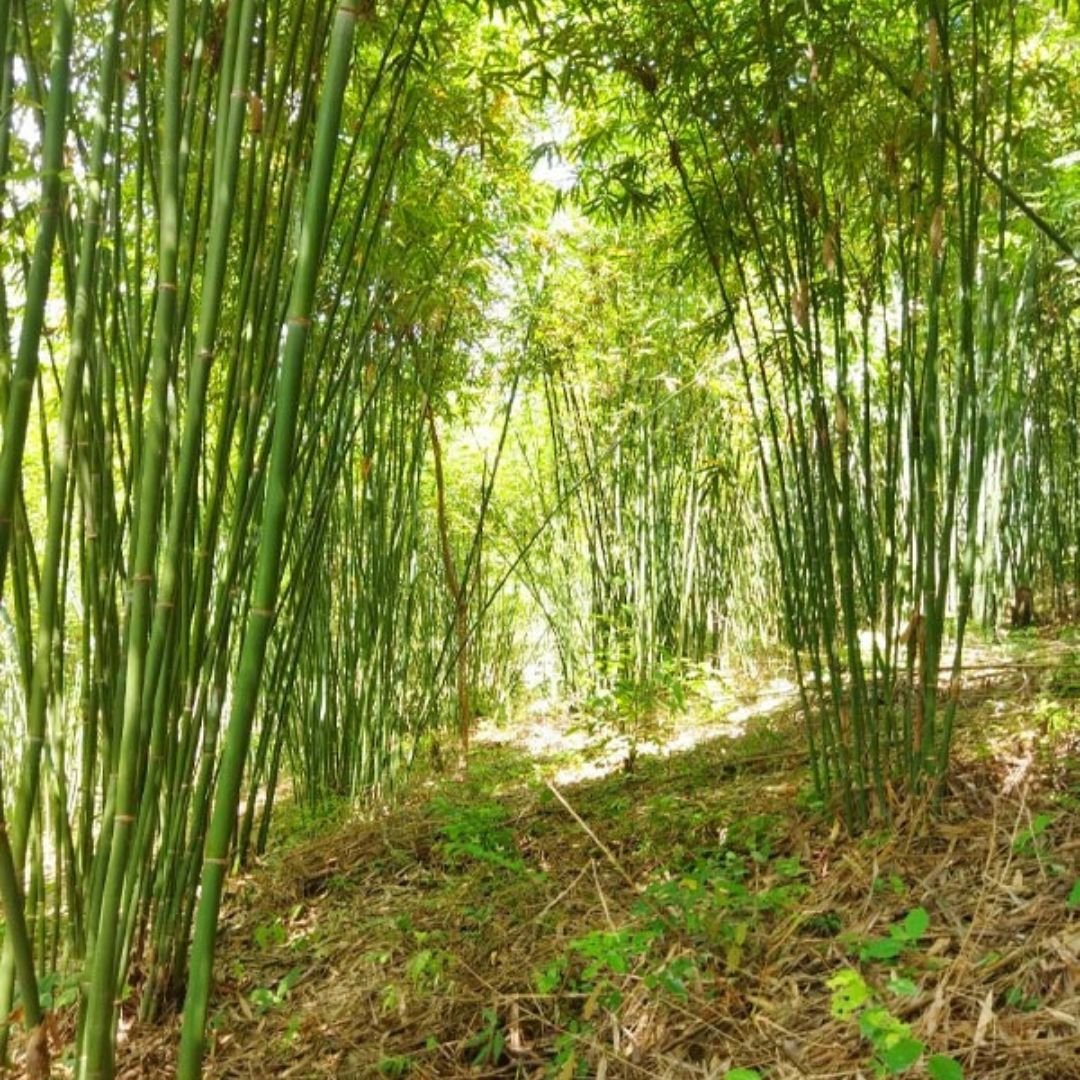 Vầu (Indosasa angustata)