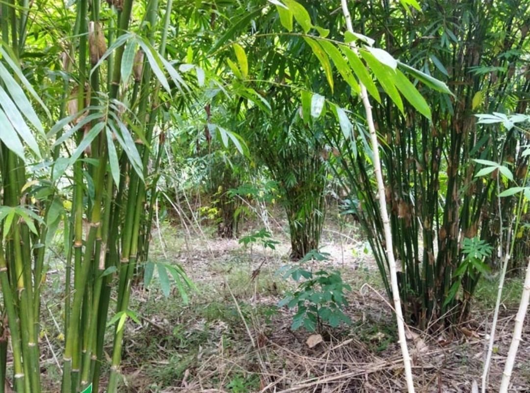 Vầu (Indosasa angustata) 2