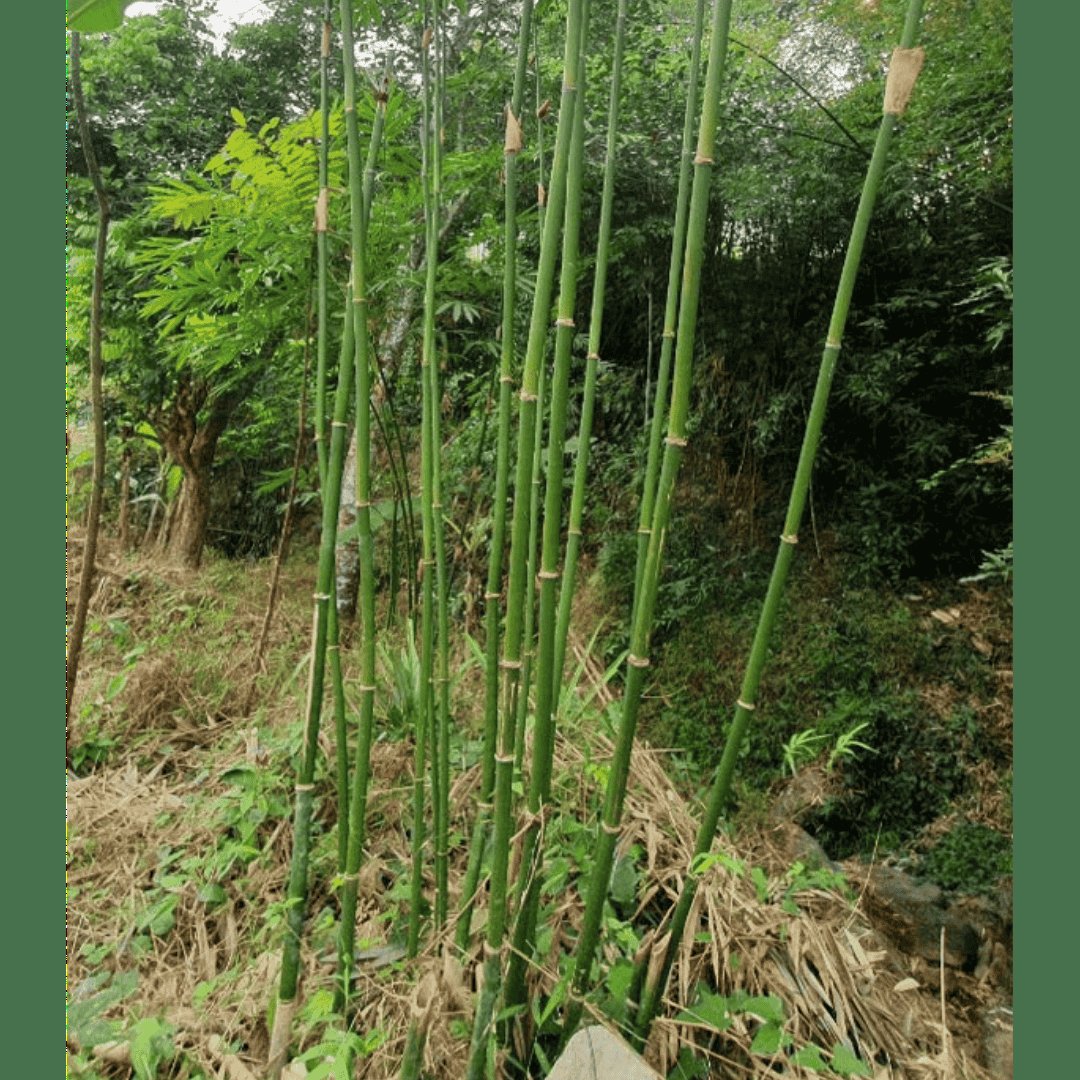 Vầu (Indosasa angustata) 3