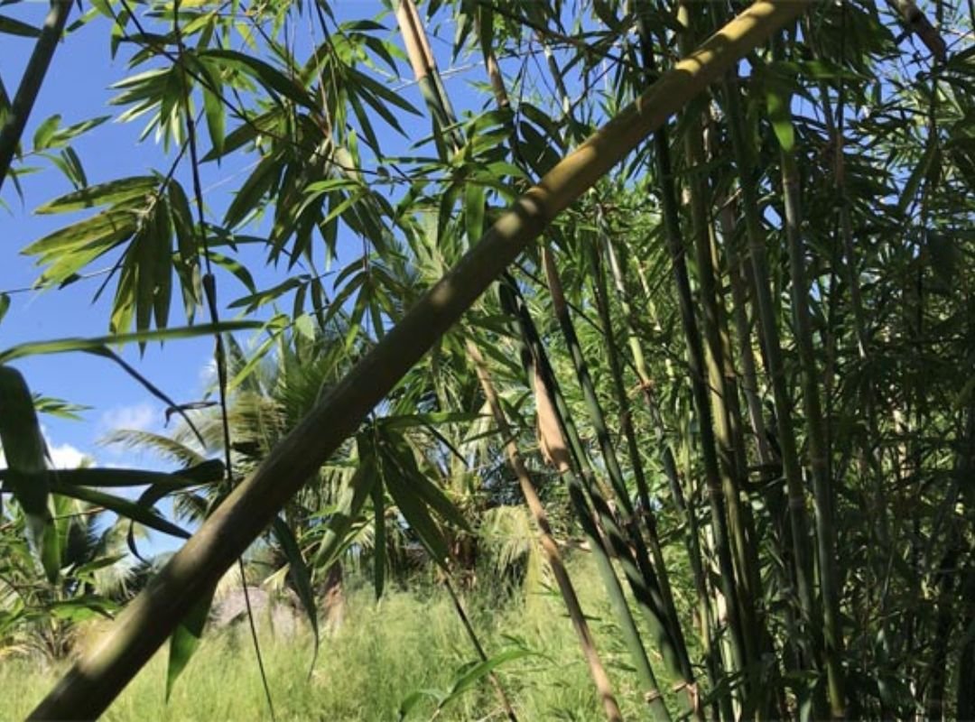 Tre Nứa (Neohouzeaua dullooa)