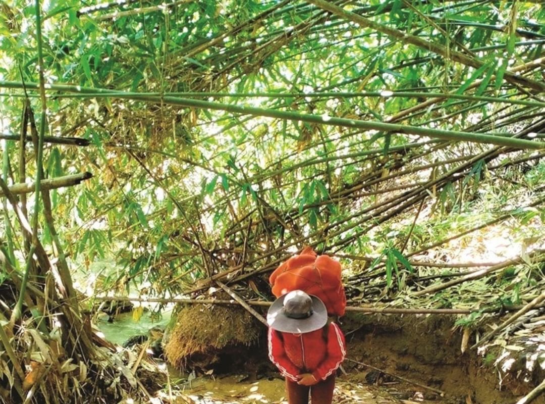 Tre Nứa (Neohouzeaua dullooa) 2