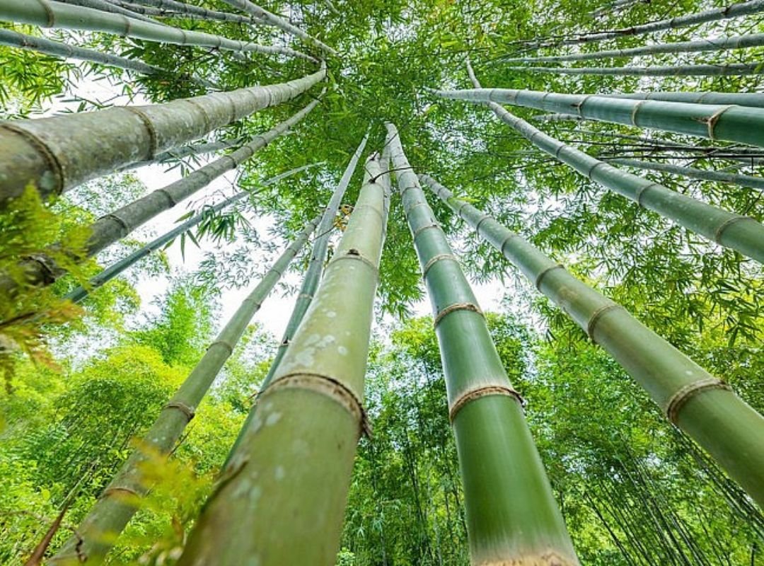 Tre luồng (Dendrocalamus barbatus) 3
